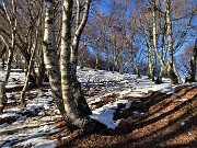 23 Dal bosco di carpini neri a quello delle bianche betulle